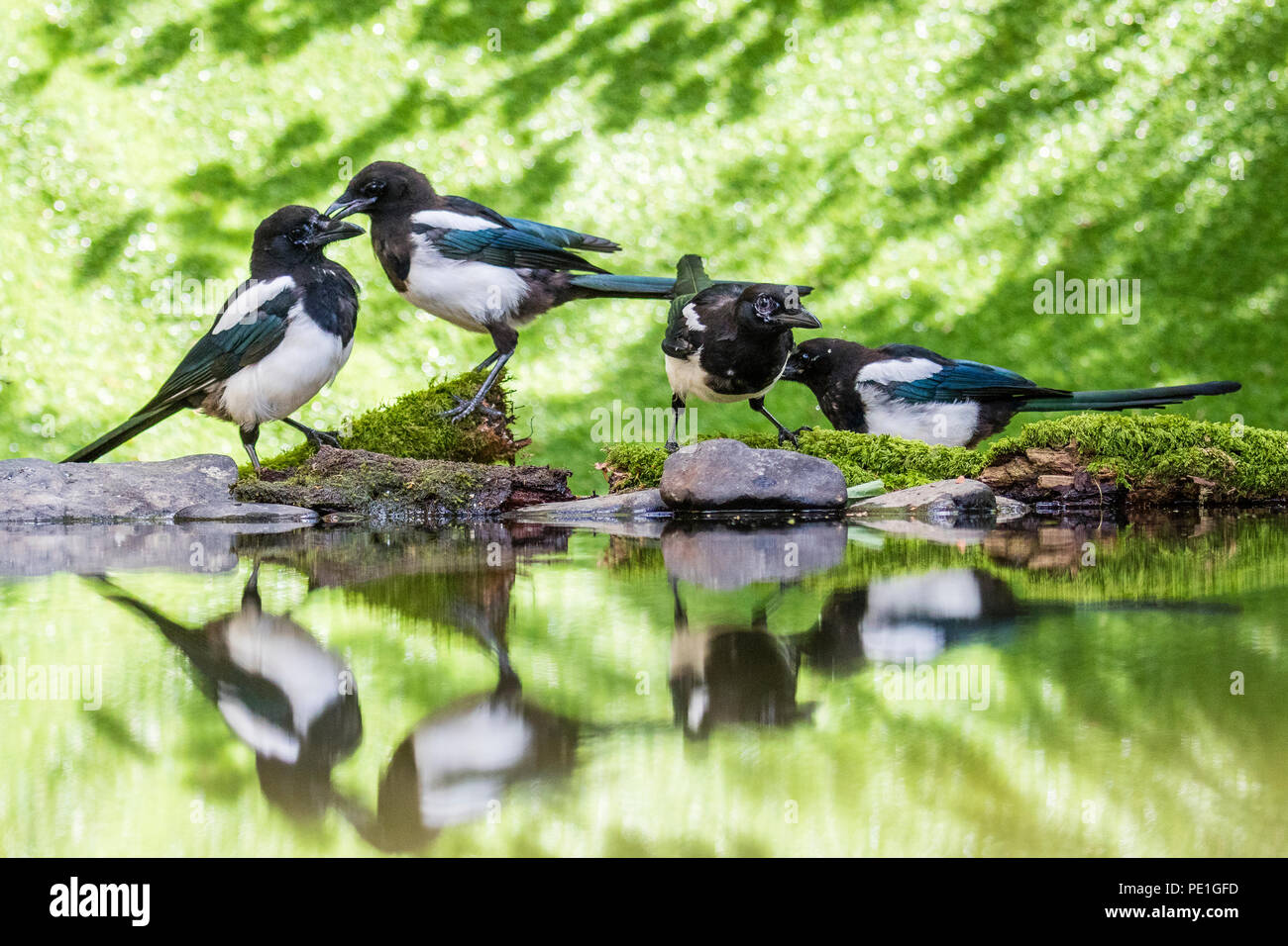Four magpies foraging in a mid Wales woodlands in summer Stock Photo