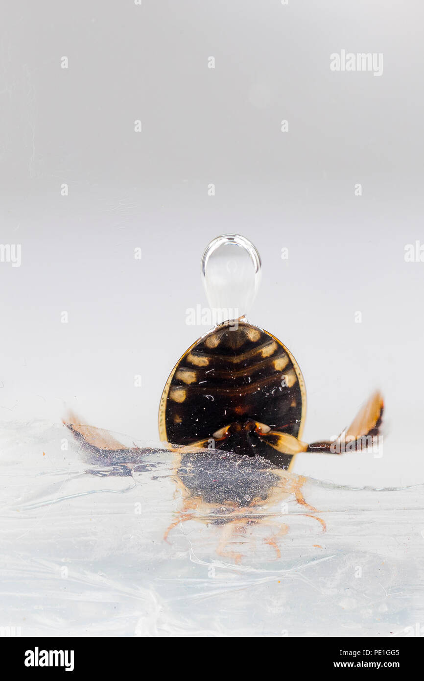 Great diving beetle (UK Stock Photo Alamy