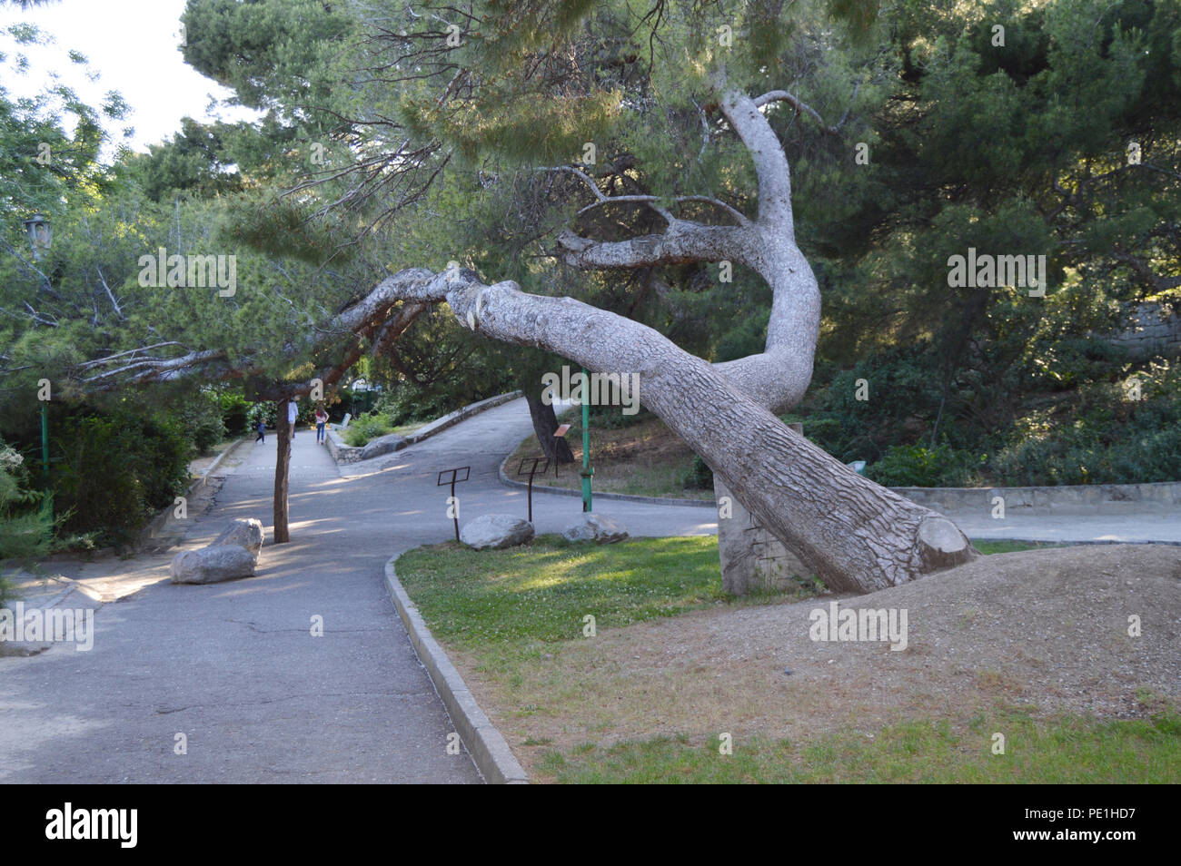 A large old pine trunk leaned over the alley in the Park Stock Photo ...