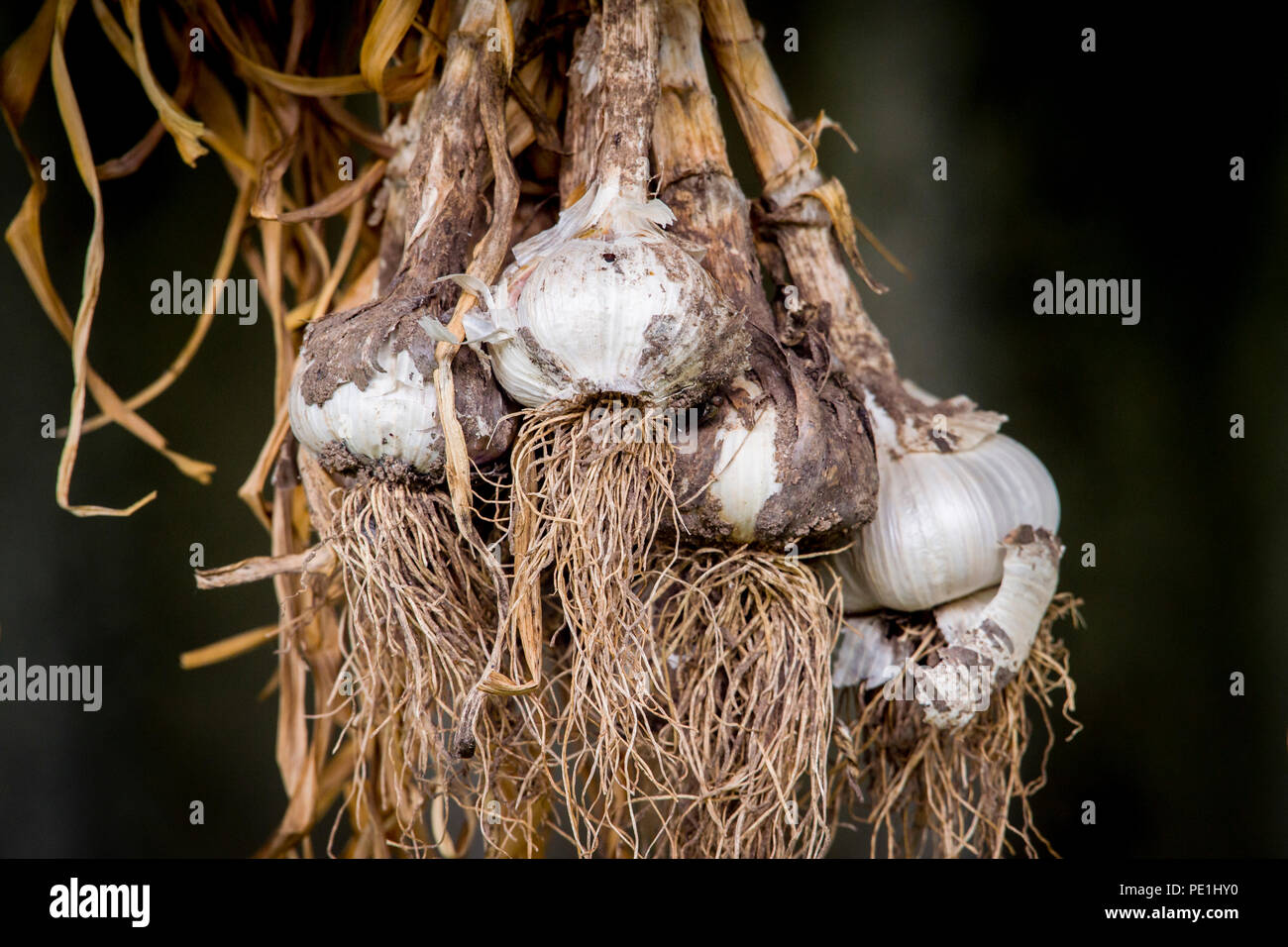 Dried garlic hung with wooden railing Stock Photo - Alamy