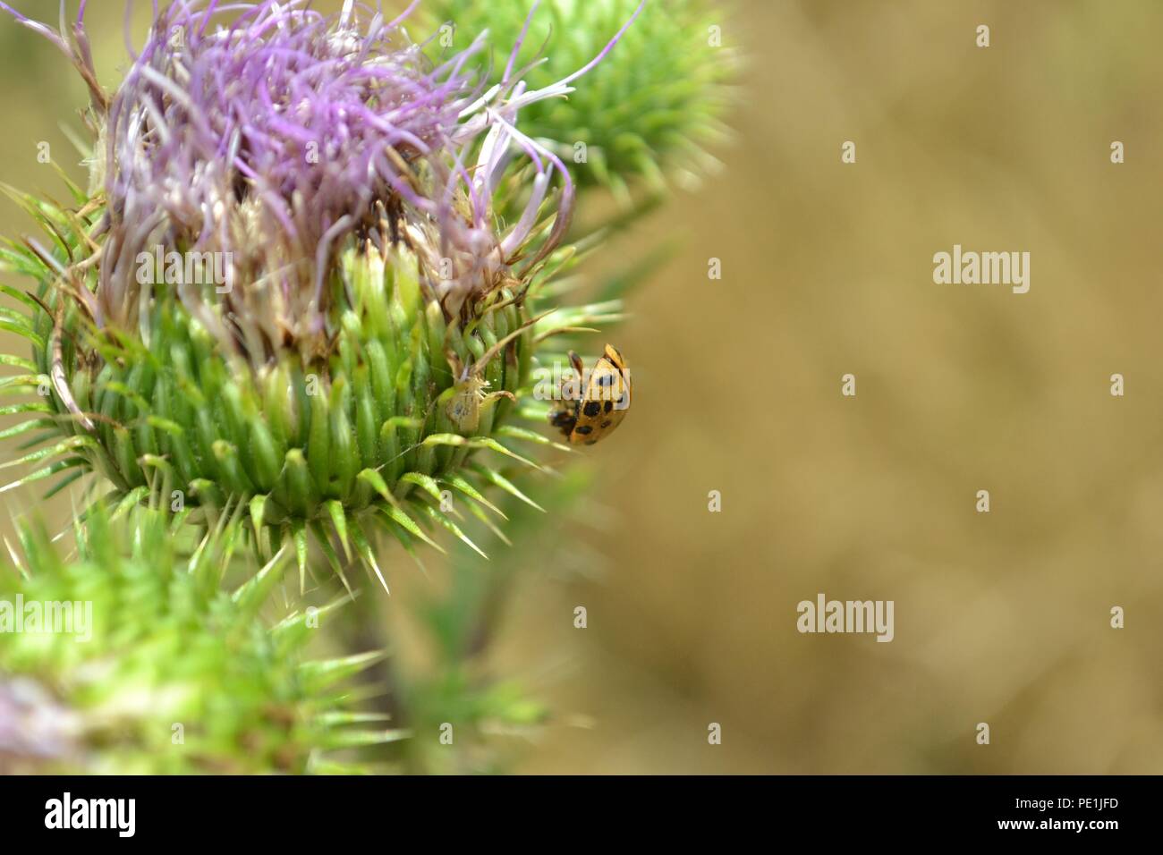 Closeup photograph of a dead ladybug impaled on a spike of a purple thistle flower. Stock Photo