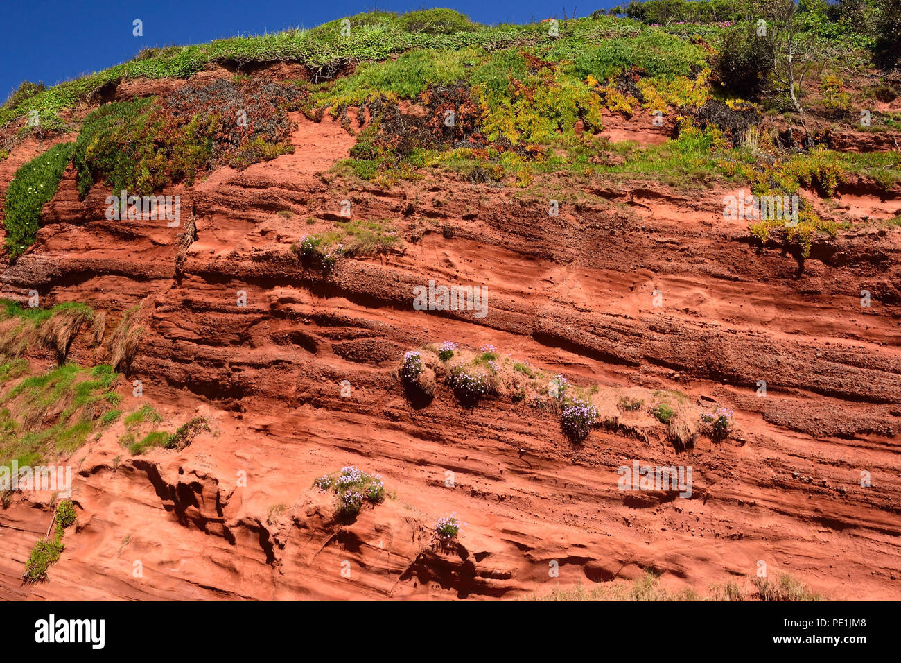 Red sandstone cliffs beside the railway line at Dawlish. Stock Photo