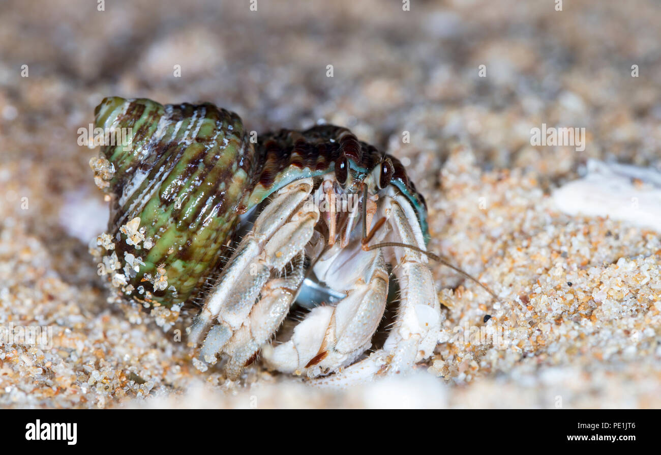 small hermit crab on the beach Stock Photo - Alamy