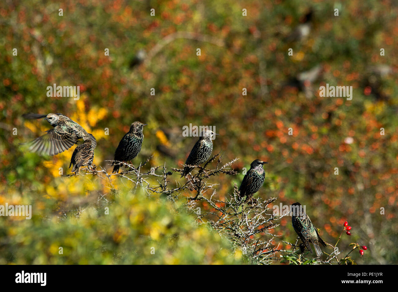 Thousamds of common starlings flocking and feeding at the fruits of common sea buckthorn at the tip of Alter Bessin which  is a spit on the north of H Stock Photo