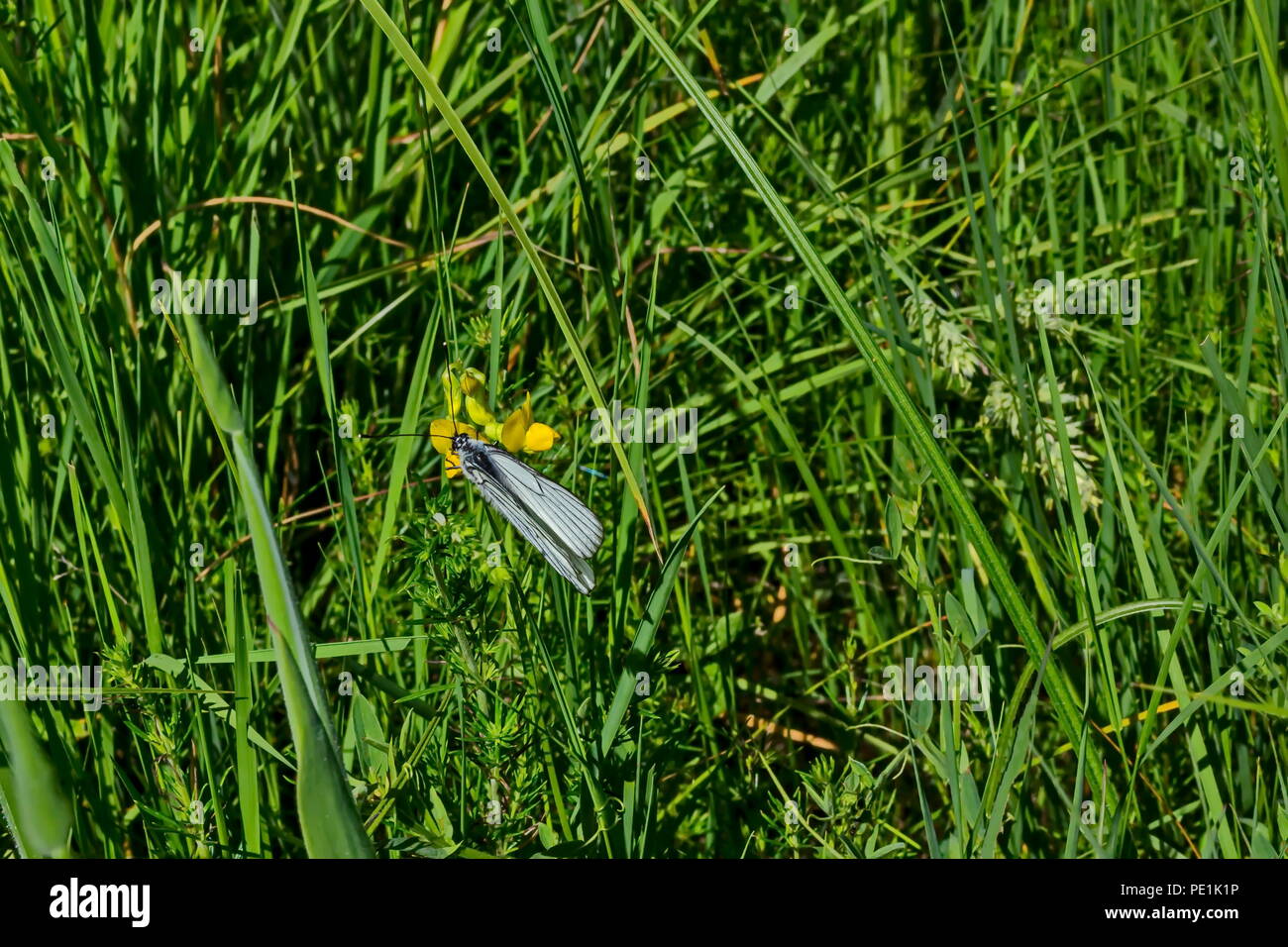 The insect pest American white butterfly, Black-veined White, Aporia crataegi or Hyphantria cunea on the yellow flower, district Marchaevo, Sofia, Vit Stock Photo