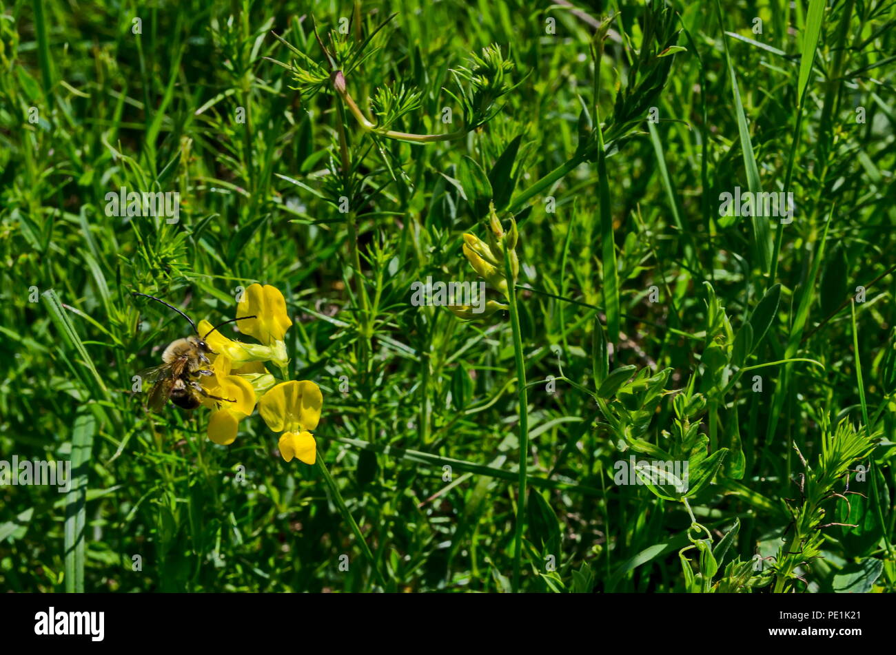 Macro close up of honey bee collecting pollen from yellow wild flower, district Marchaevo, Sofia, Vitosha mountain, Bulgaria Stock Photo