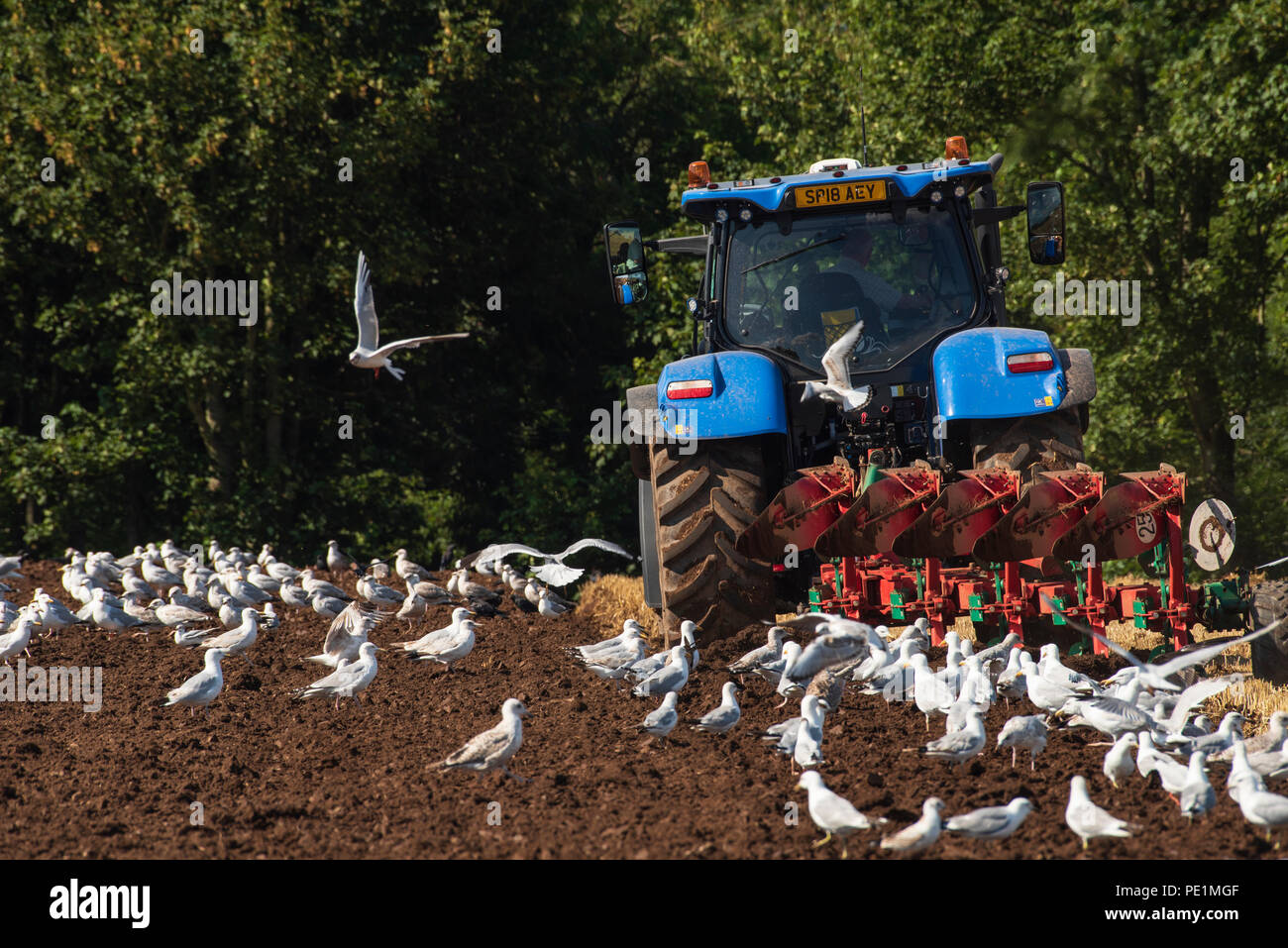 Sea Gulls in attendance as a field is ploughed, Montrose, Angus, Scotland. Stock Photo
