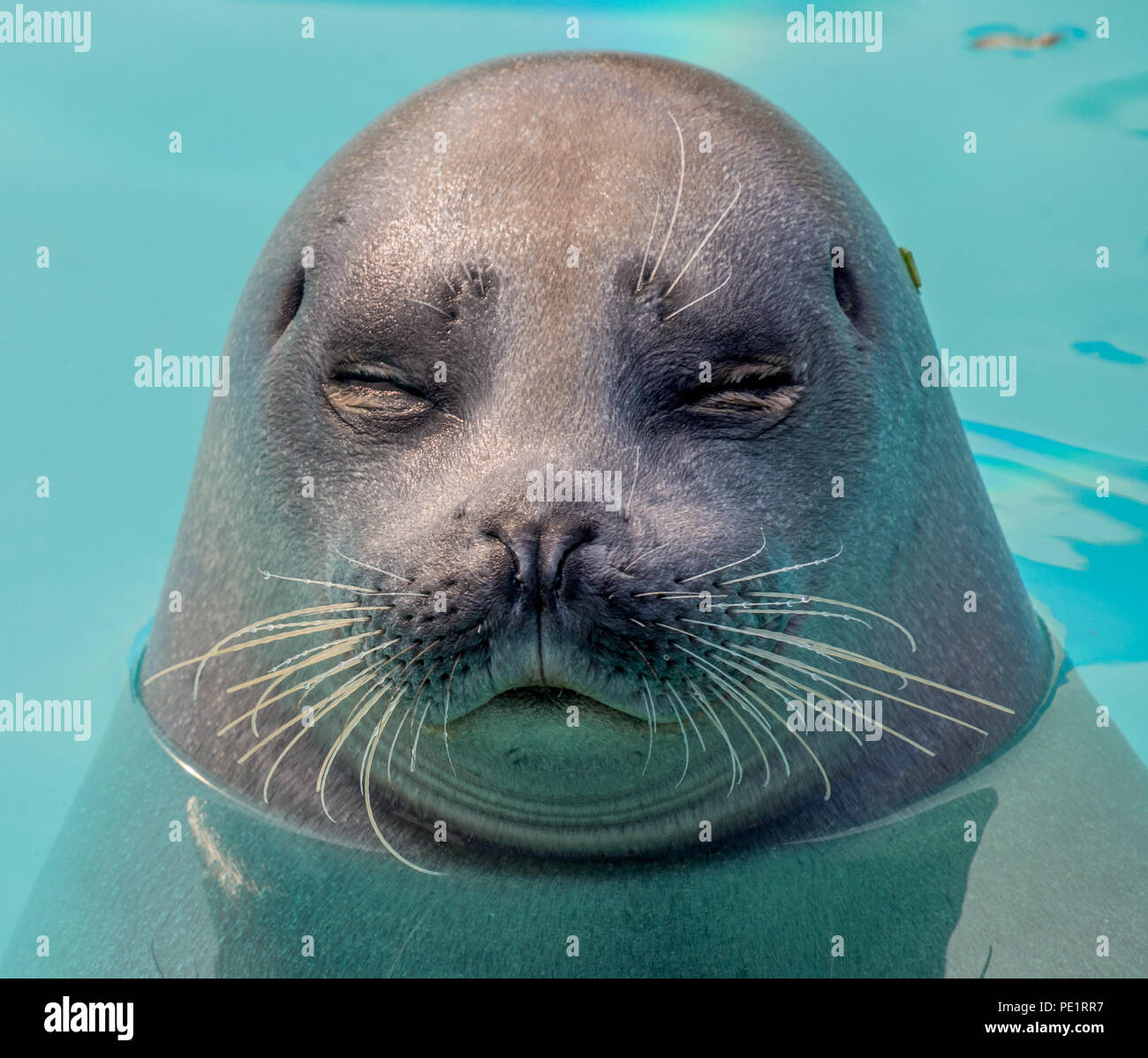 Cute seal in the water Stock Photo Alamy