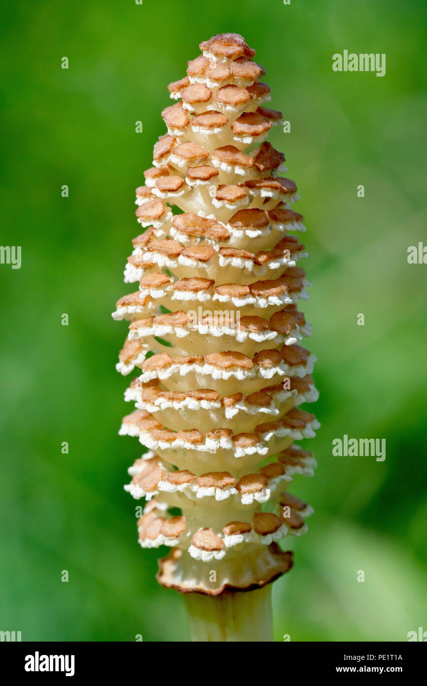Field Horsetail (equisetum arvense), close up of the rather primitive looking flowering spike. Stock Photo