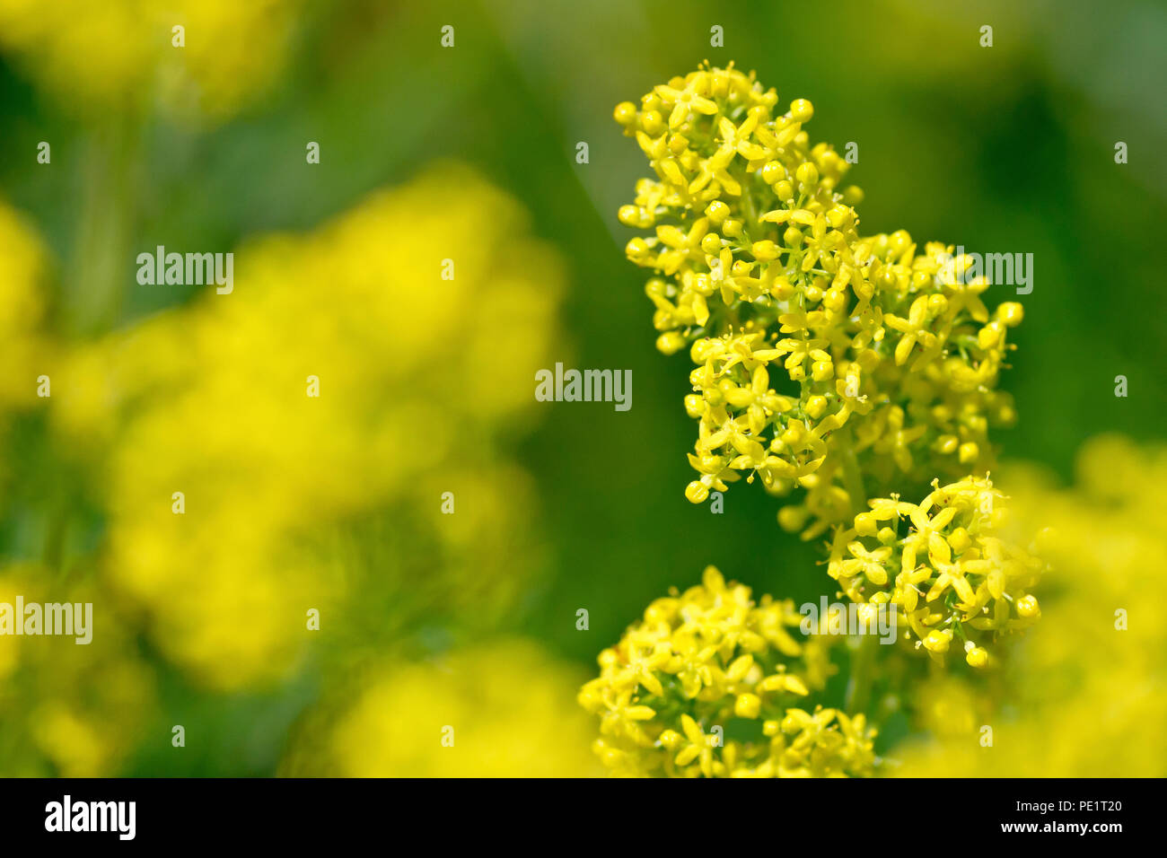 Lady's Bedstraw (galium verum), close up of a single flowering plant out of many. Stock Photo