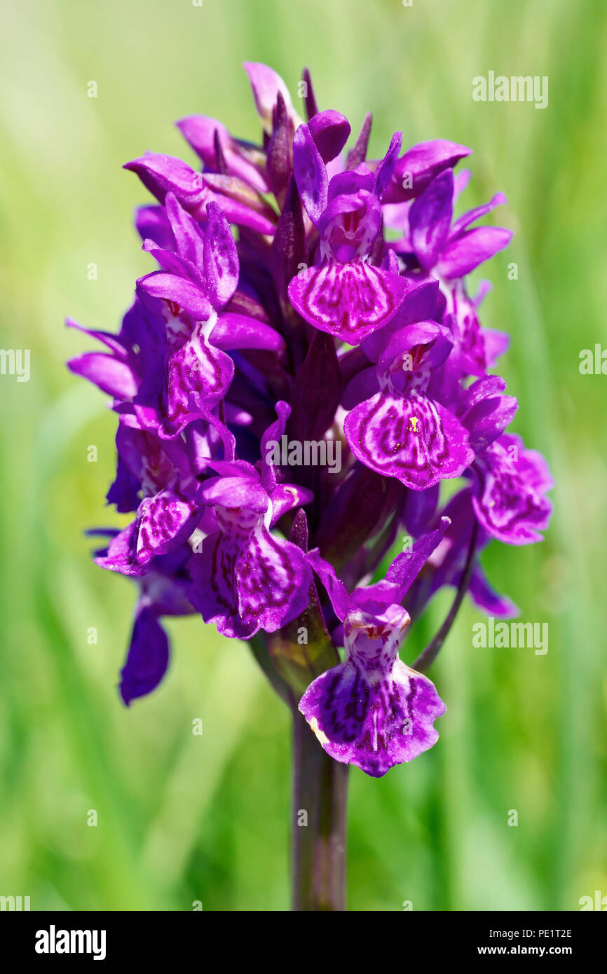 Northern Marsh Orchid (dactyorchis purpurella or dactylorhiza purpurella), close up of a single flower against a plain green background. Stock Photo