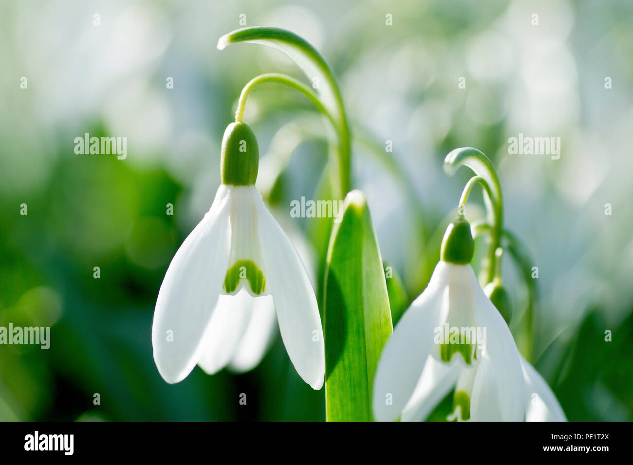 Snowdrops (galanthus nivalis), close up of a back lit group of flowers. Stock Photo