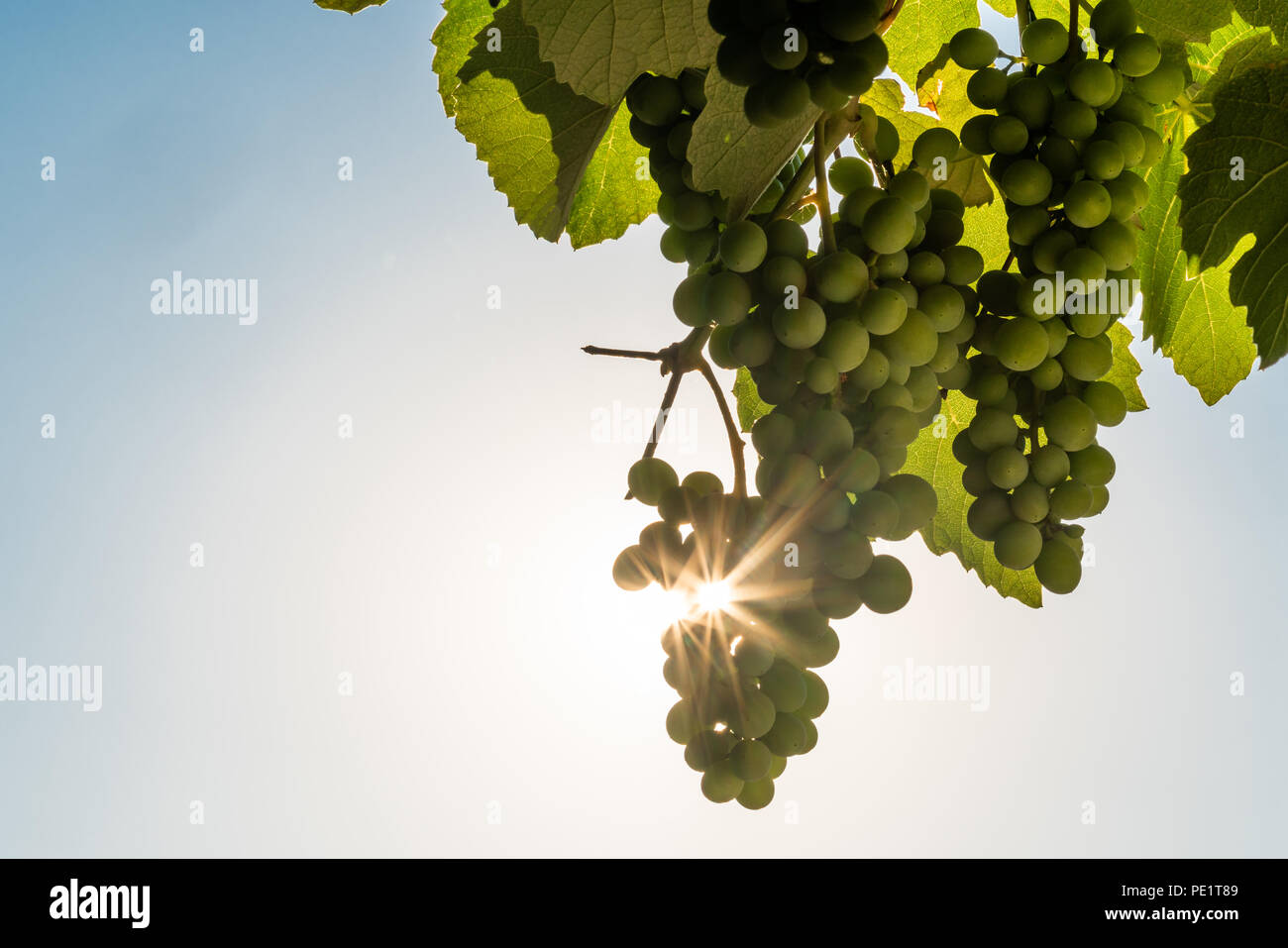 A bunch of grapes hanging around. Stock Photo