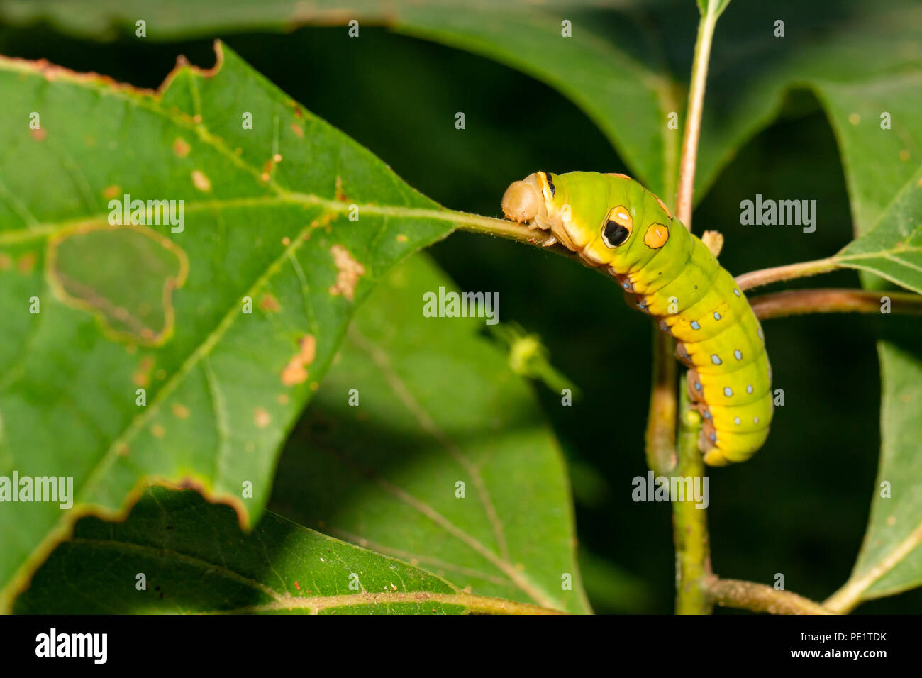 Spicebush swallowtail caterpillar - Papilio troilus Stock Photo - Alamy