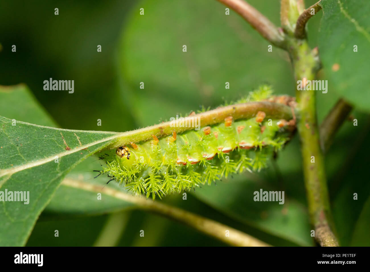 IO moth caterpillar - Automeris io Stock Photo