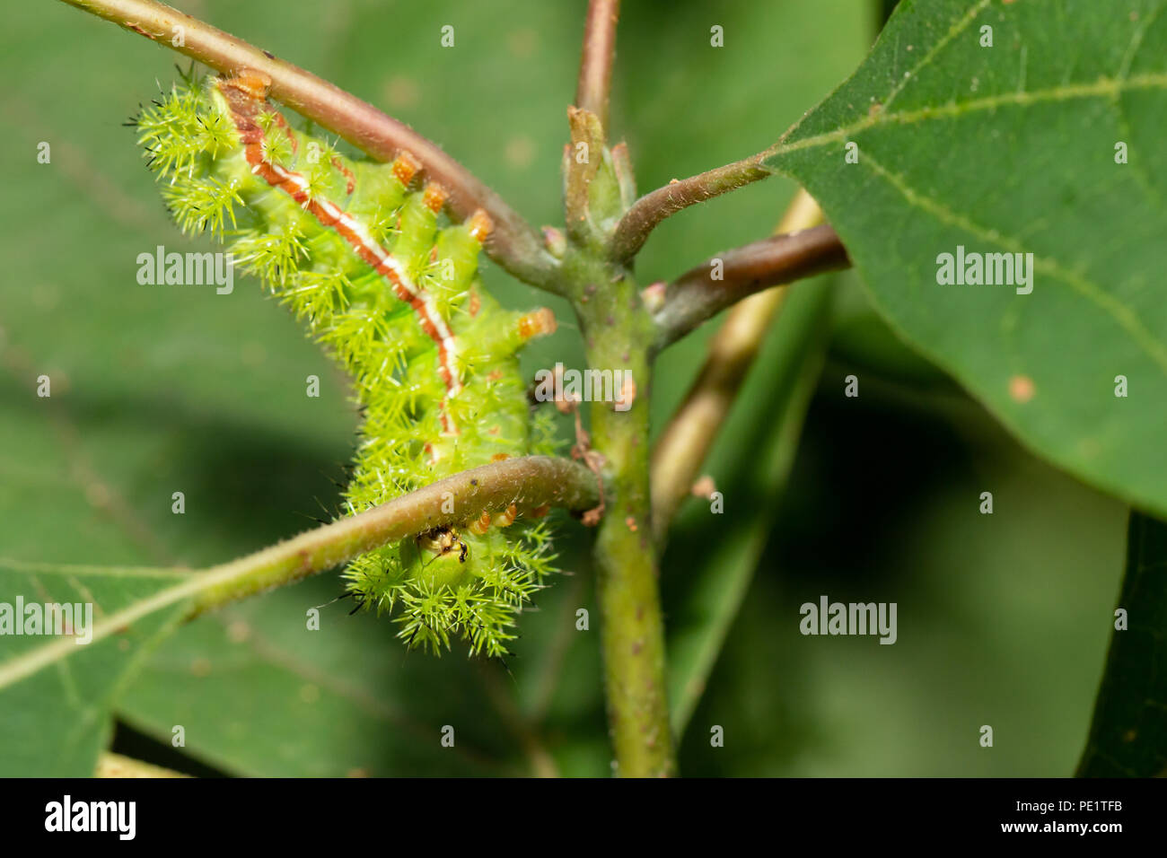 IO moth caterpillar - Automeris io Stock Photo