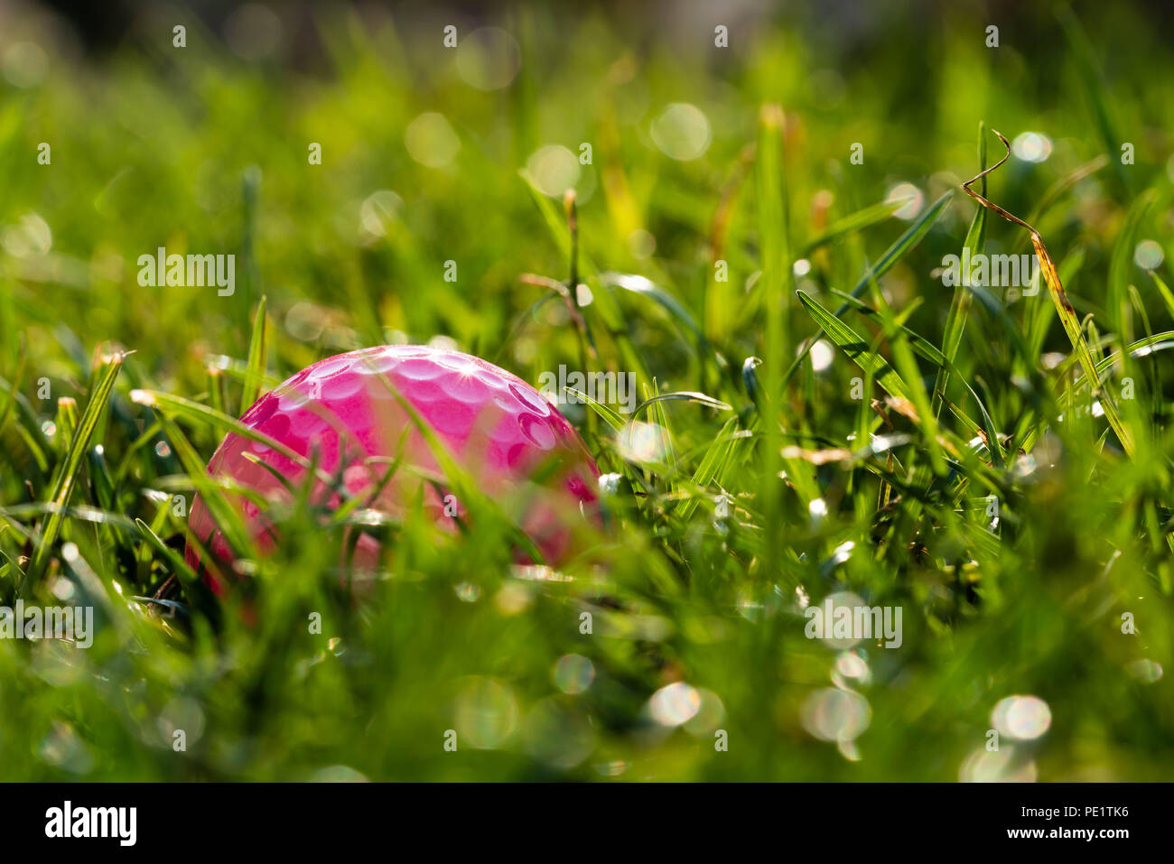 A pink golf ball on a meadow. Stock Photo