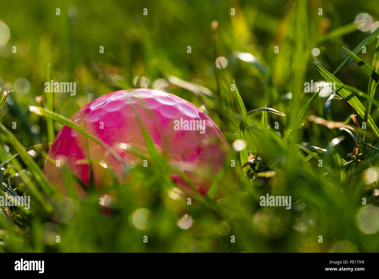 A pink golf ball lies in the rough. Stock Photo