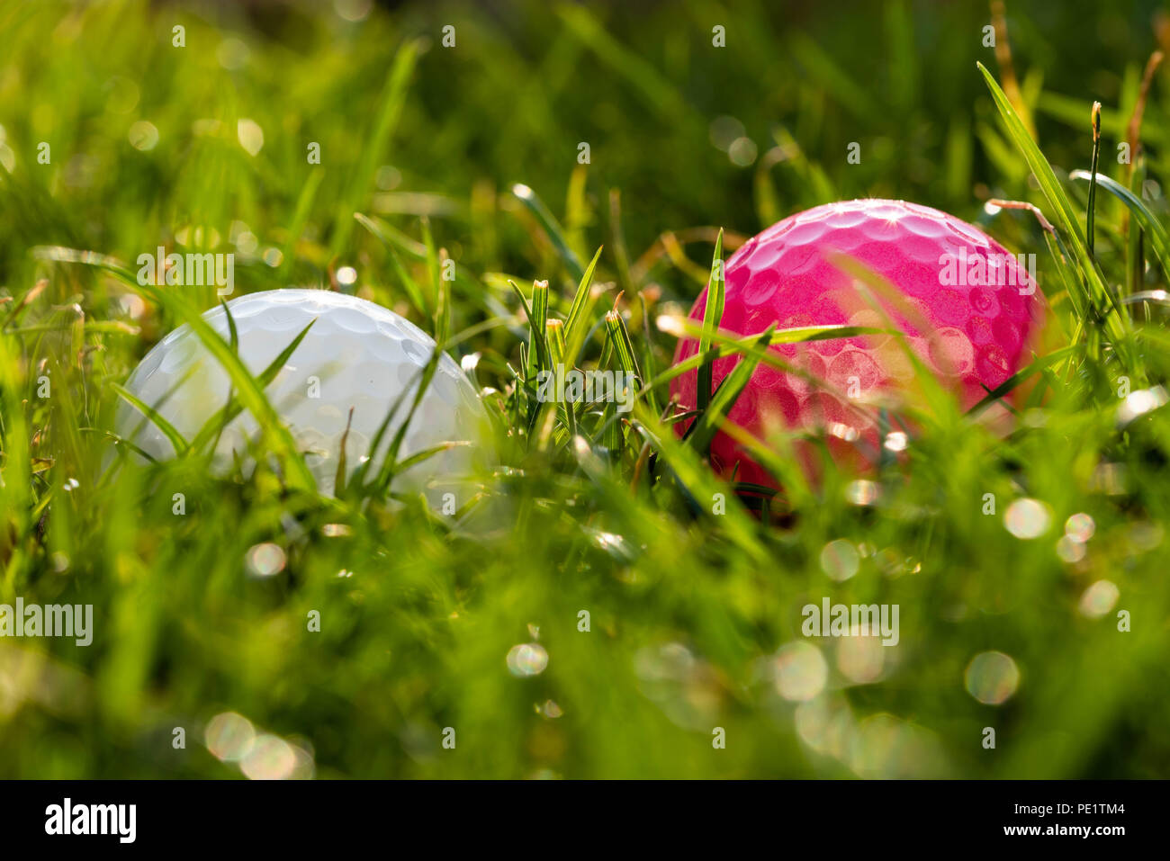 A pink and a white golf ball are lying in the rough. Stock Photo