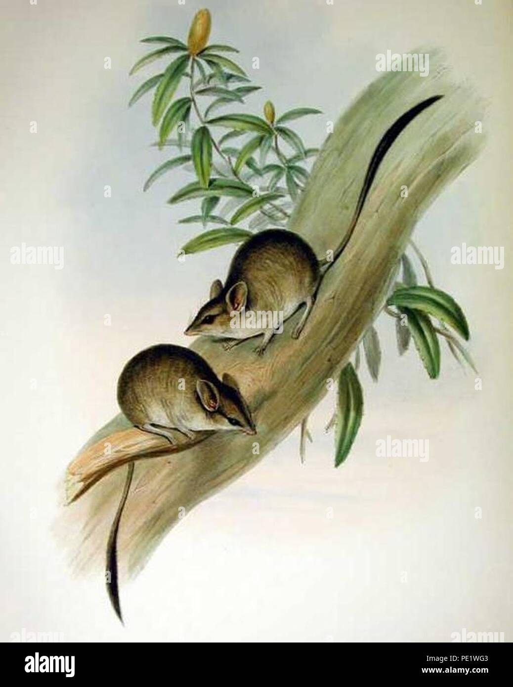 Antechinomys lanigera - Gould. Stock Photo