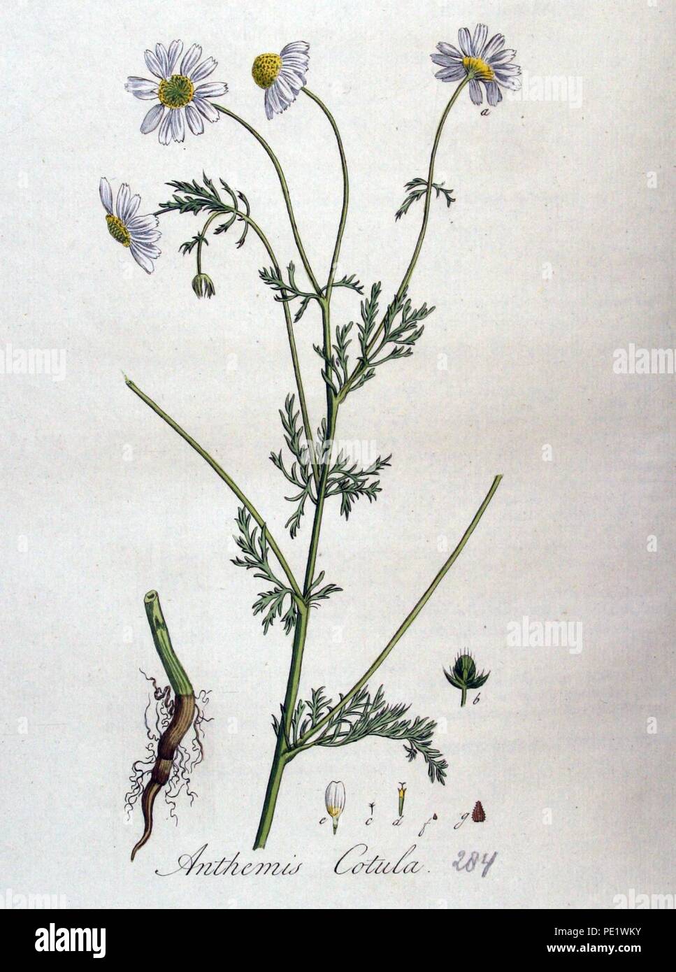 Anthemis cotula — Flora Batava — Volume v4. Stock Photo