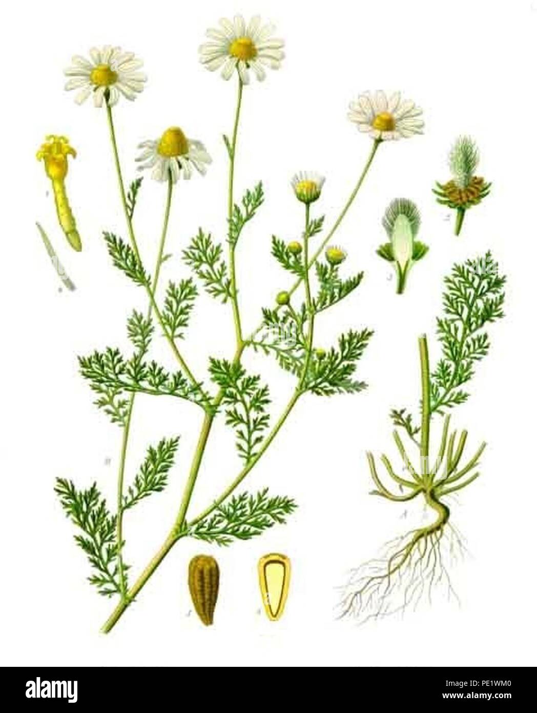 Anthemis cotula - Köhler–s Medizinal-Pflanzen-160. Stock Photo
