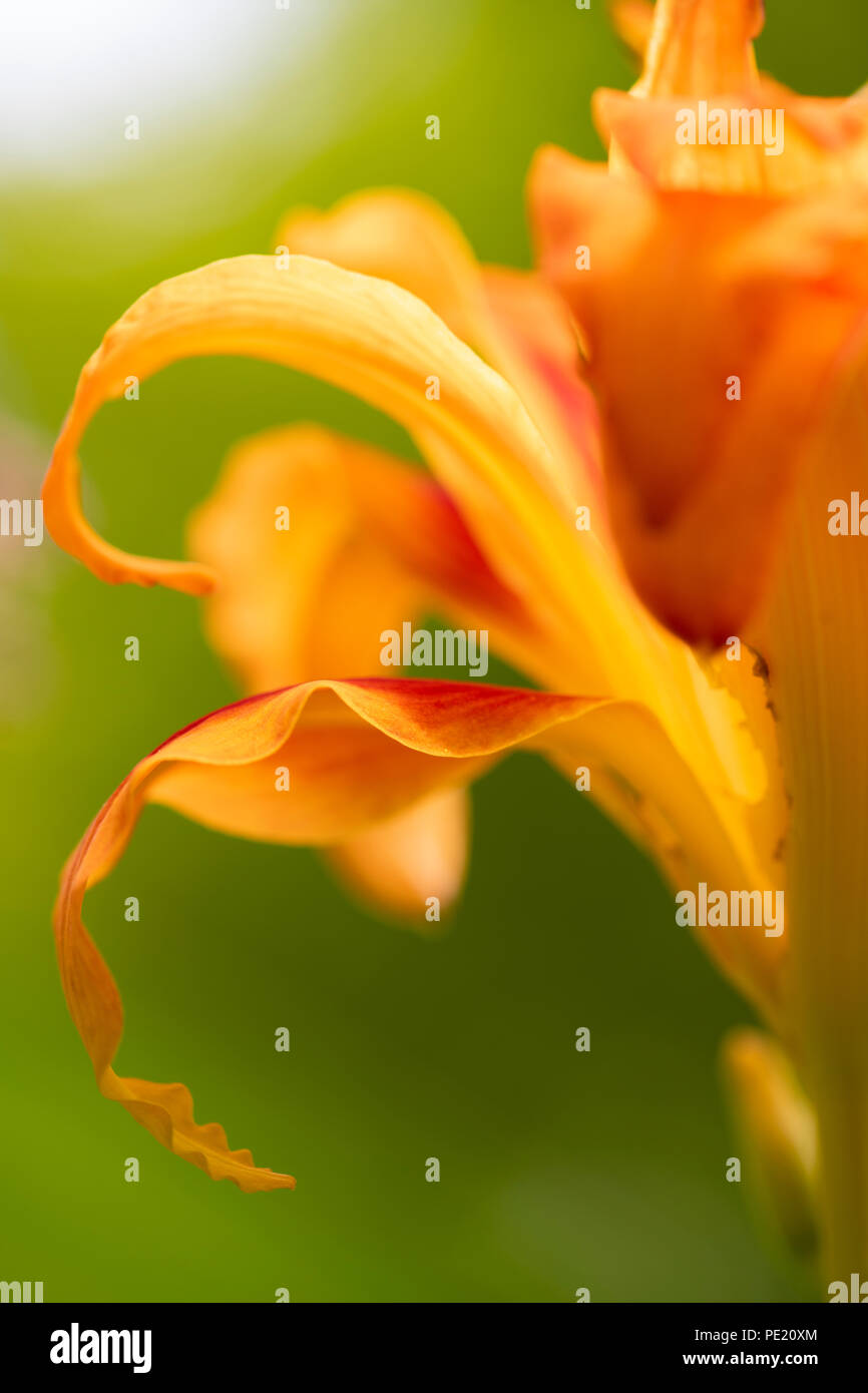 Tiger lily petals Stock Photo Alamy