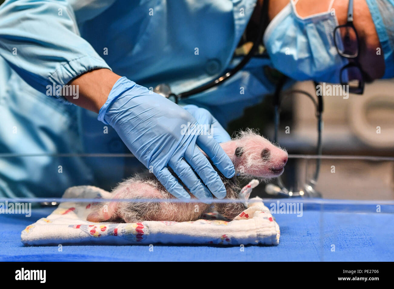 Guangzhou, China's Guangdong Province. 12th Aug, 2018. An expert examines the newborn giant panda Tingzai at the Chimelong Safari Park in Guangzhou, south China's Guangdong Province, Aug. 12, 2018. Giant panda cubs Tingzai and Longzai took a full physical examination on Sunday in Guangzhou. Longzai was born here on July 12 and Tingzai on July 29. Credit: Liu Dawei/Xinhua/Alamy Live News Stock Photo