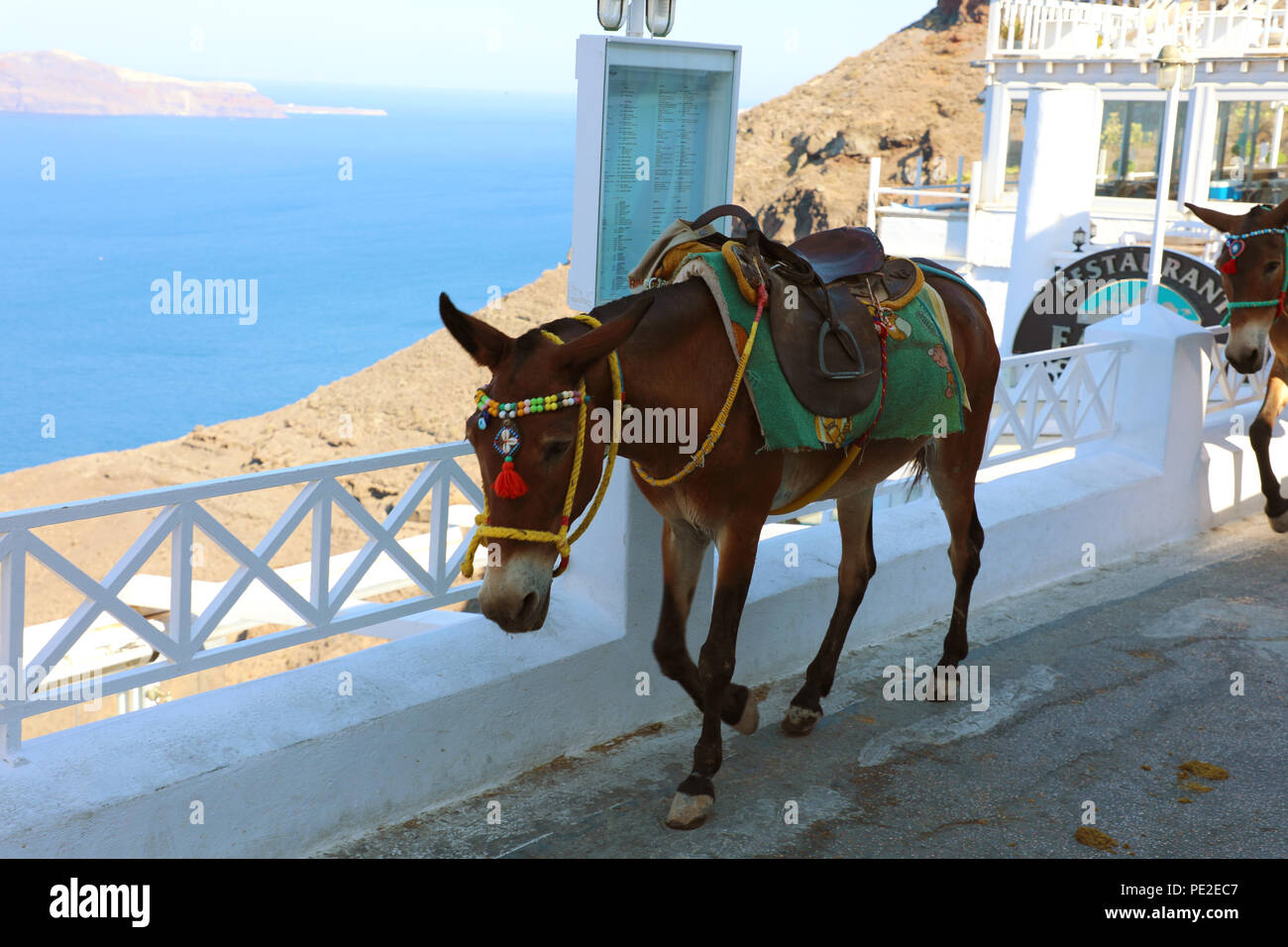 SANTORINI, GREECE - JULY 19, 2018: mules climbing street in Santorini. These animals with donkeys are used as transportation to take visitors from the Stock Photo - Alamy SANTORINI, GREECE - JULY 19, 2018: mules climbing street in Santorini. These animals with donkeys are used as transportation to take visitors from the Stock Photo - Alamy