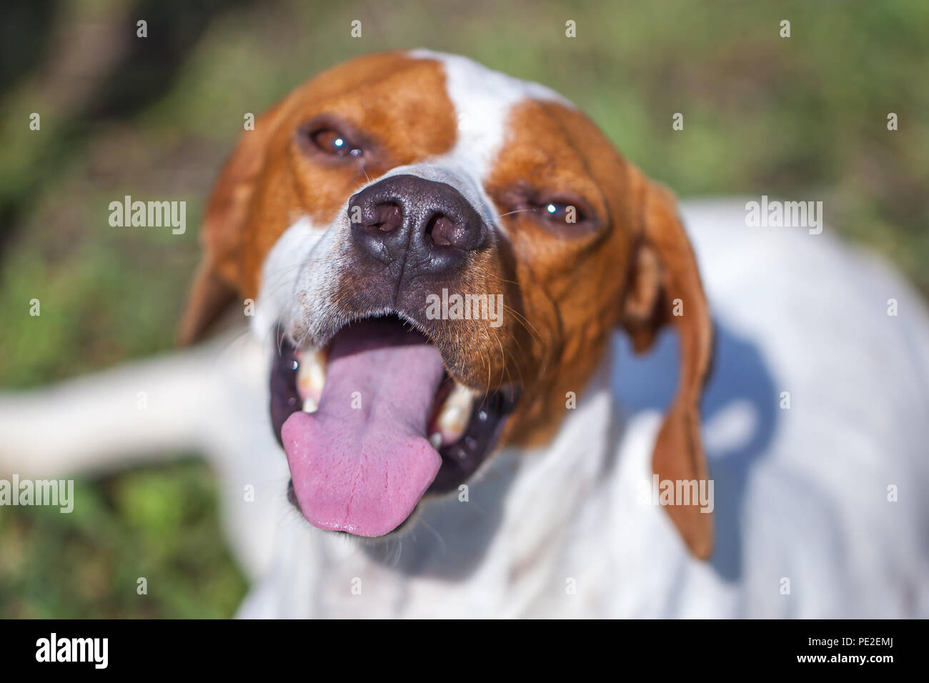 Hunting dog english pointer portrait. Close up. Animal world. Stock Photo
