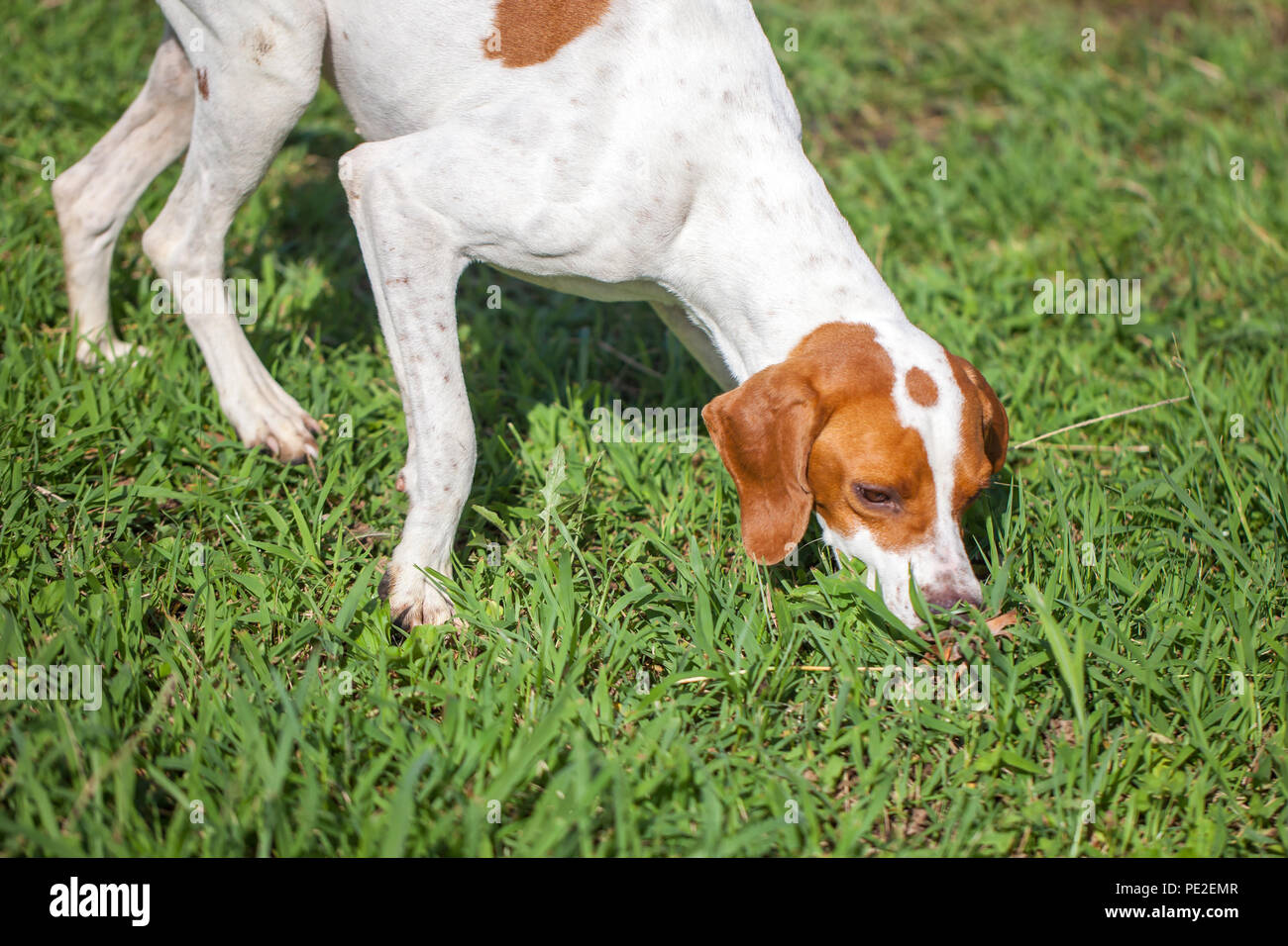 English pointer on the grass, animals world. Stock Photo