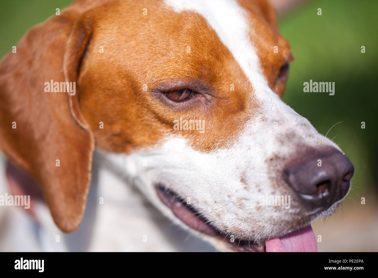 Hunting dog english pointer portrait. Close up. Animal world Stock