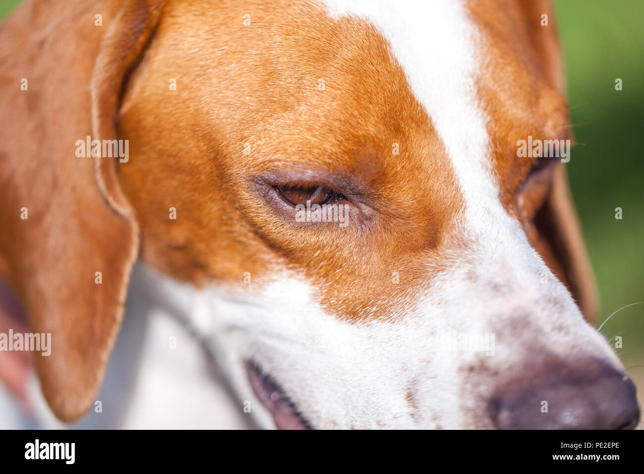 Hunting dog english pointer portrait. Close up. Animal world Stock