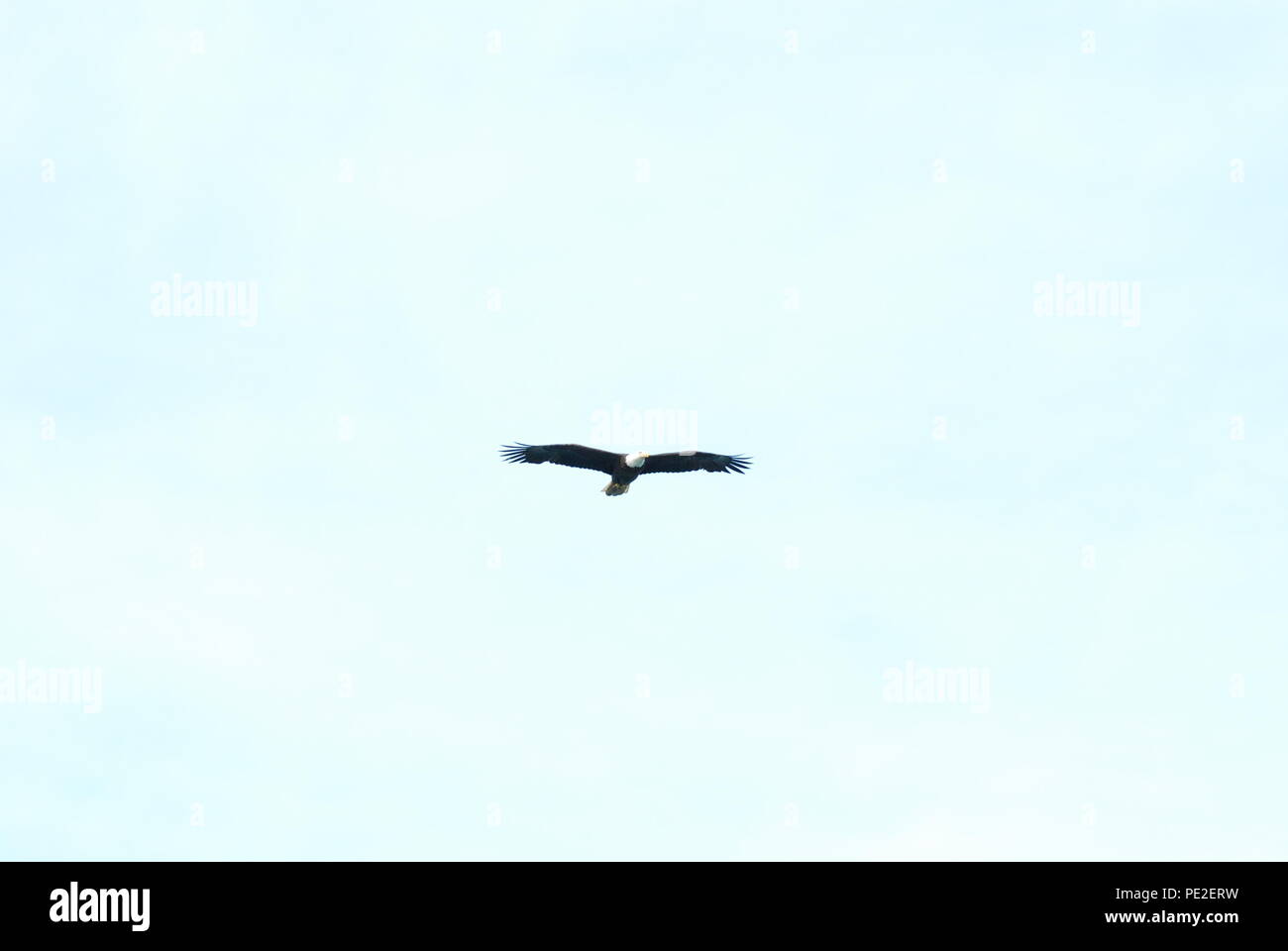 flying eagle Stock Photo