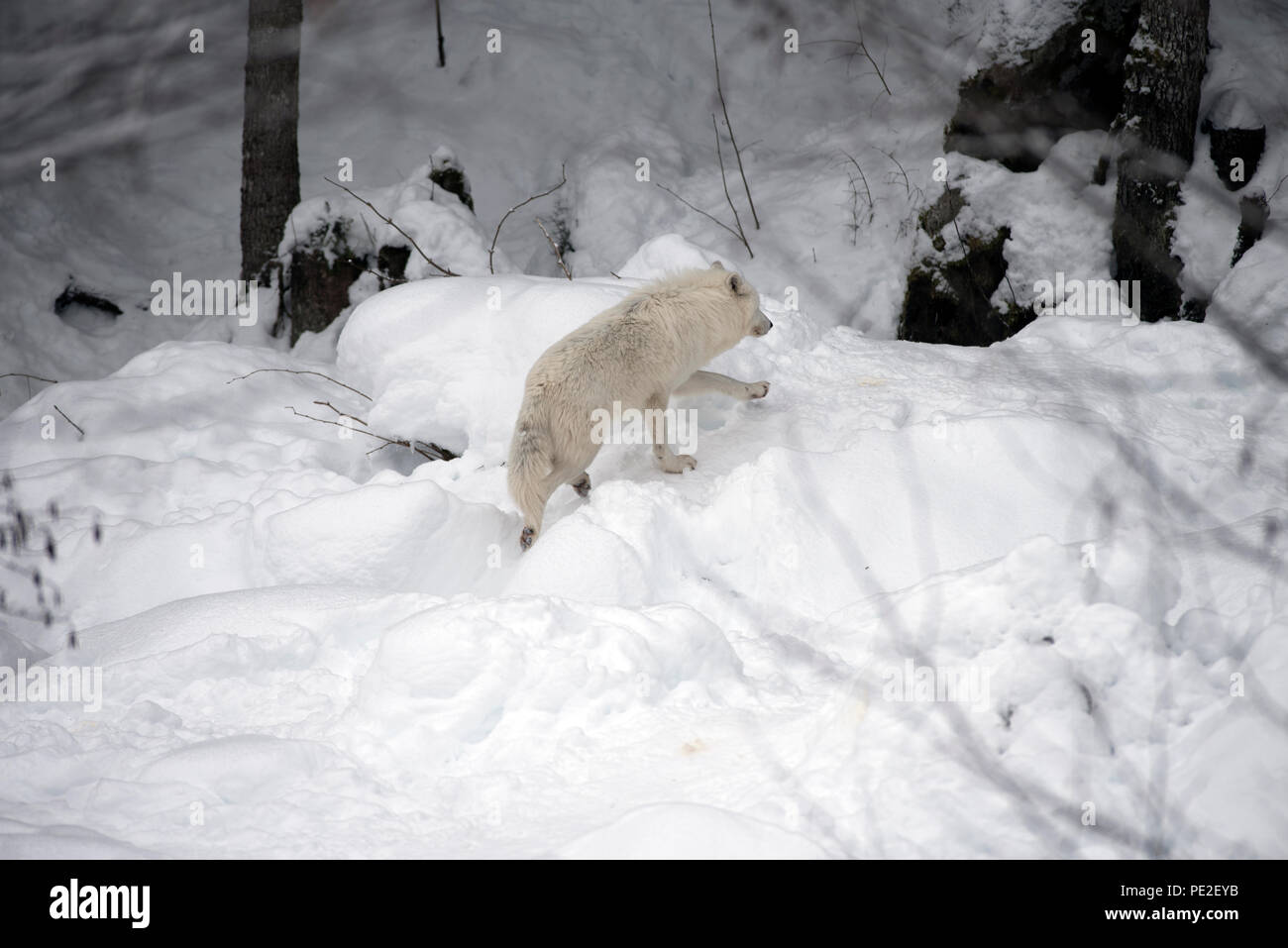 Arctic wolf in the snow (Canis lupus arctos), Going away Stock Photo