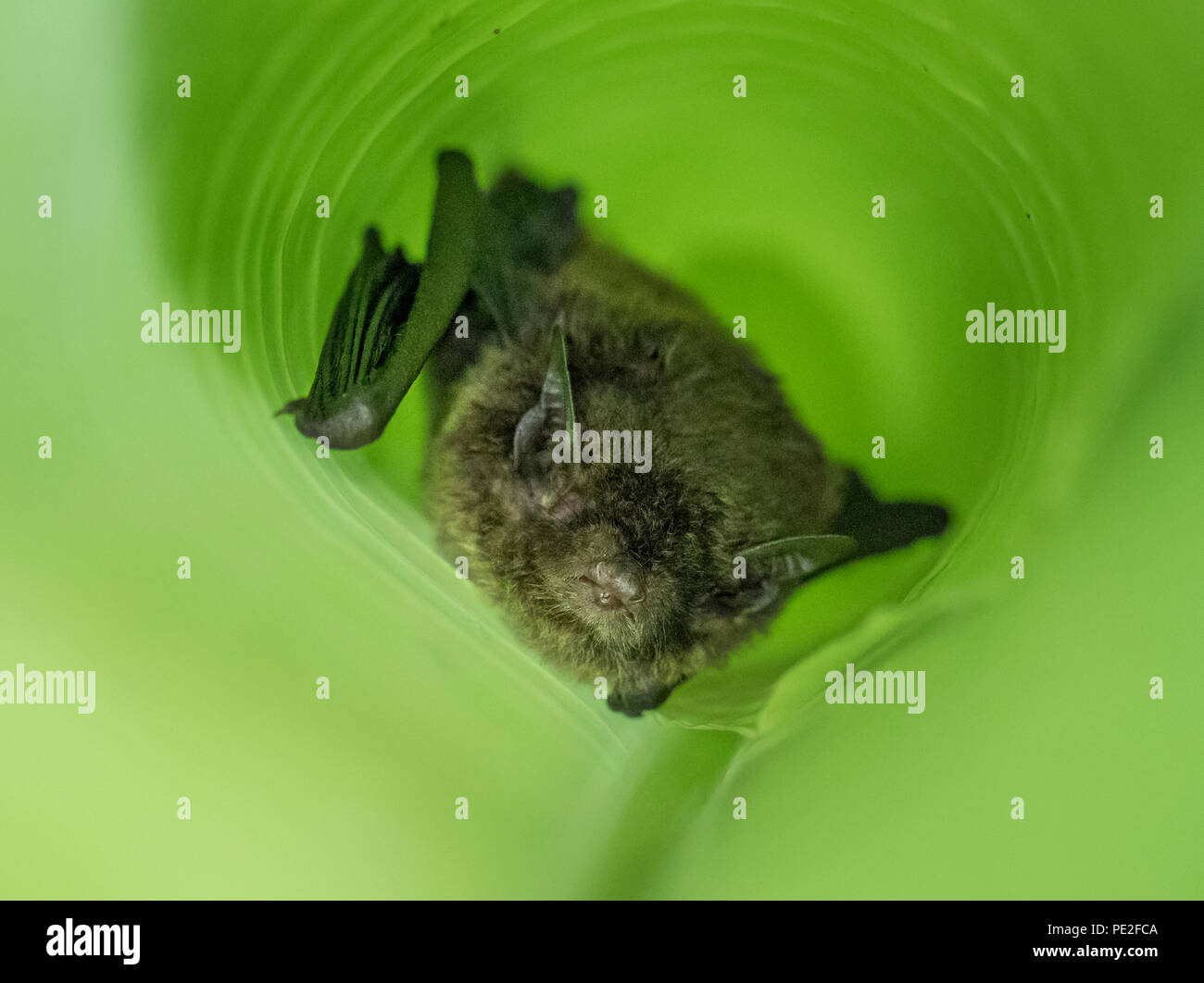 Bat in a banana leaf, Borneo Stock Photo