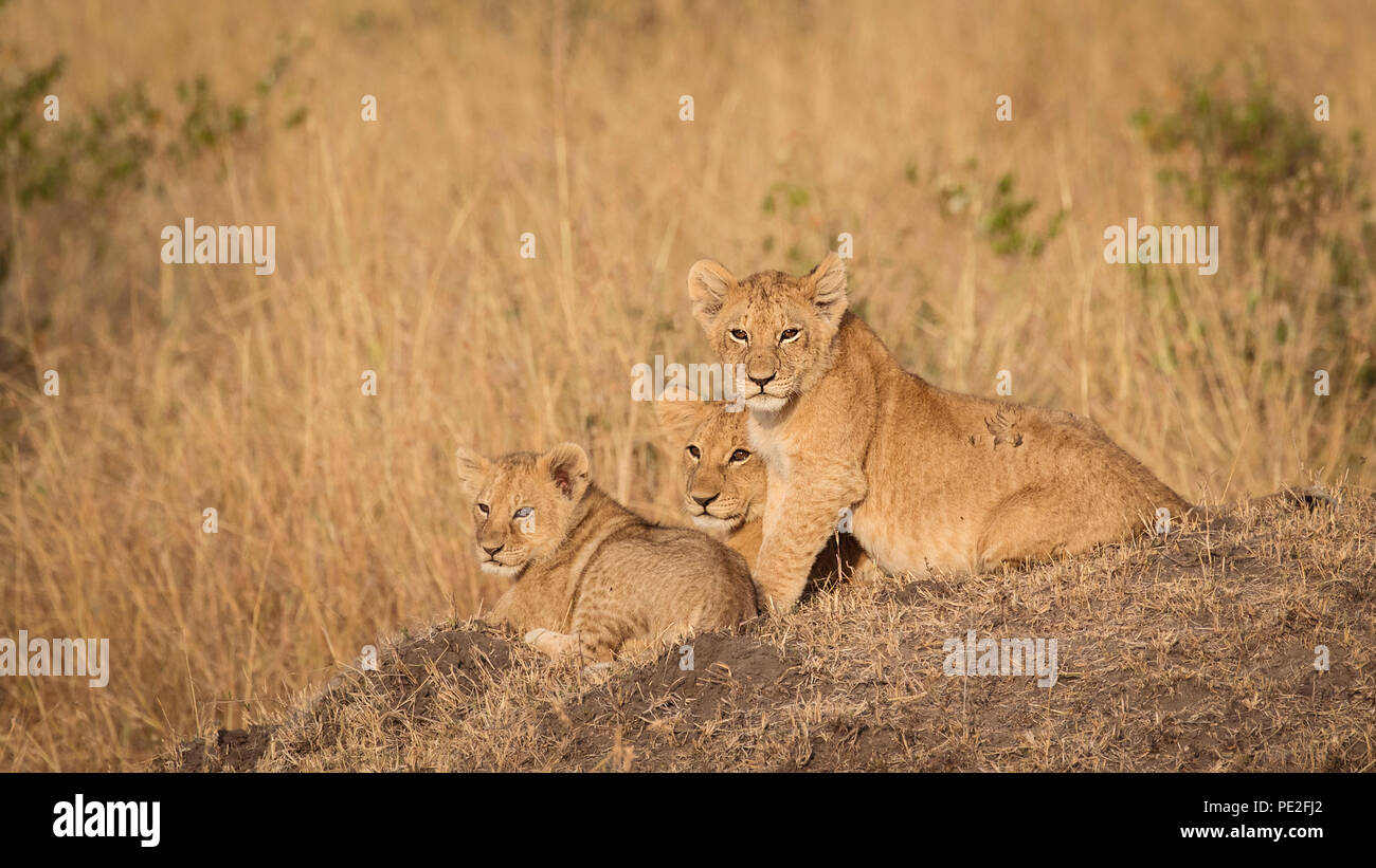 Three lion cubs on a mound in Kenya Stock Photo