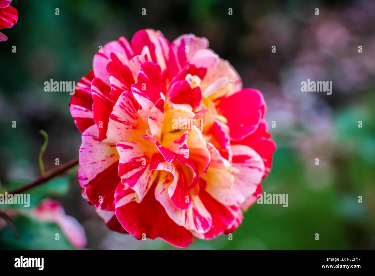 High resolution image of yellow rose hires stock photography and