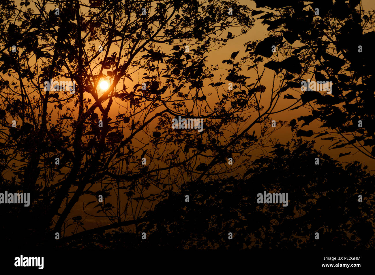 Pattern of silhouette from trees branches at sunrise Stock Photo