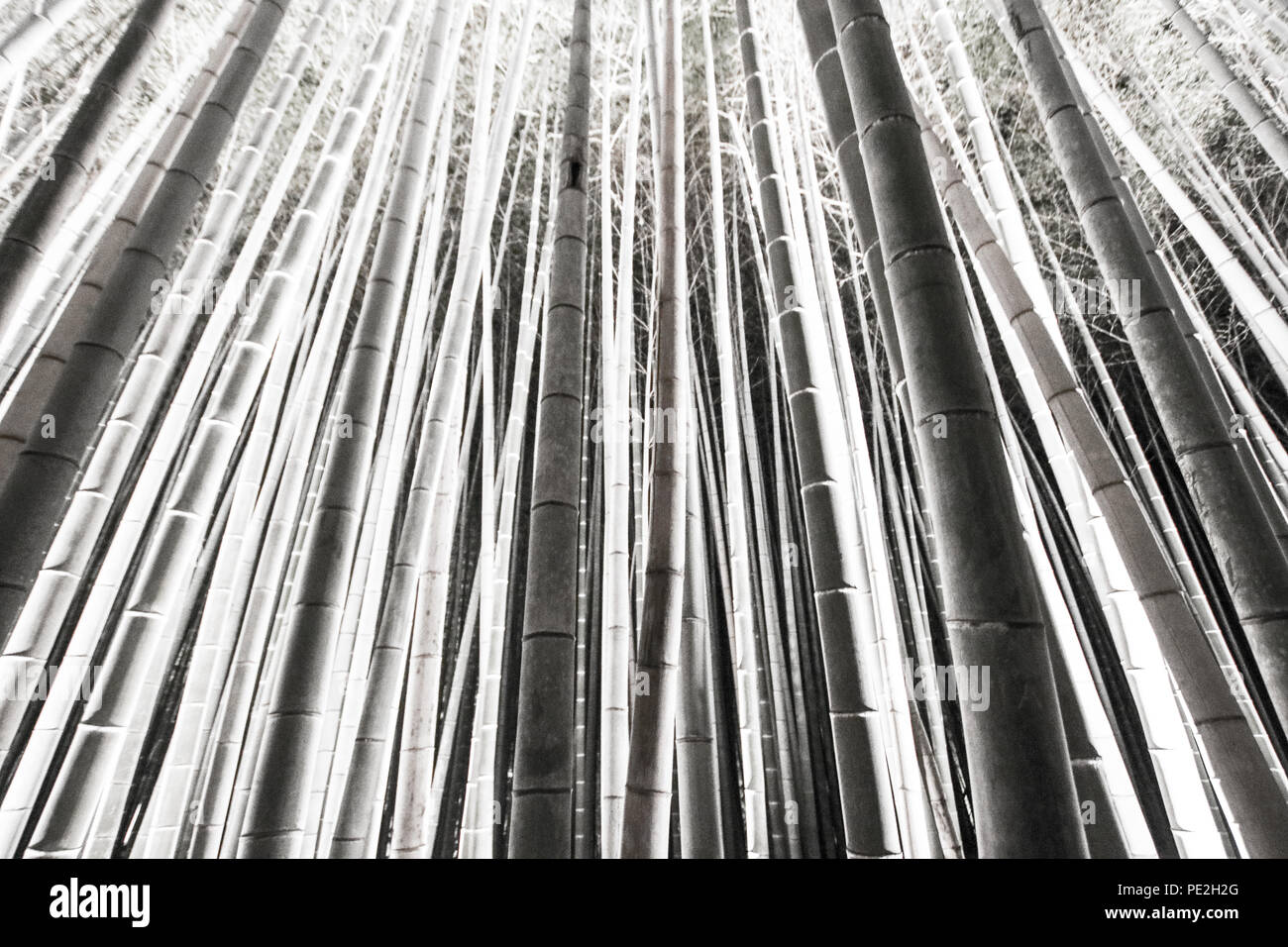Bright photograph of the illuminated Arashiyama Bamboo Grove at night
