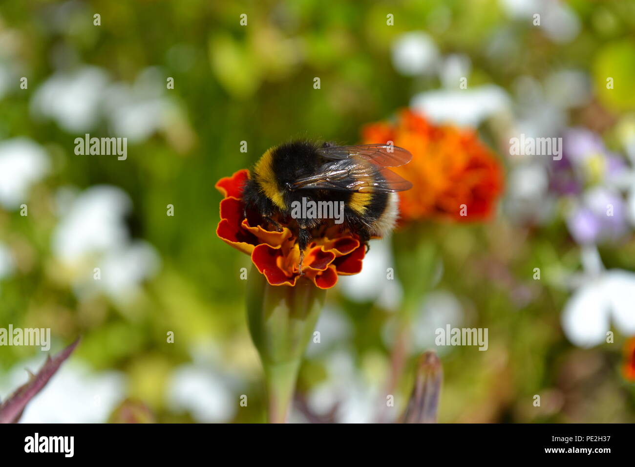 A bumble-bee enjoying the summer sun in Stockton, Teesside. Stock Photo