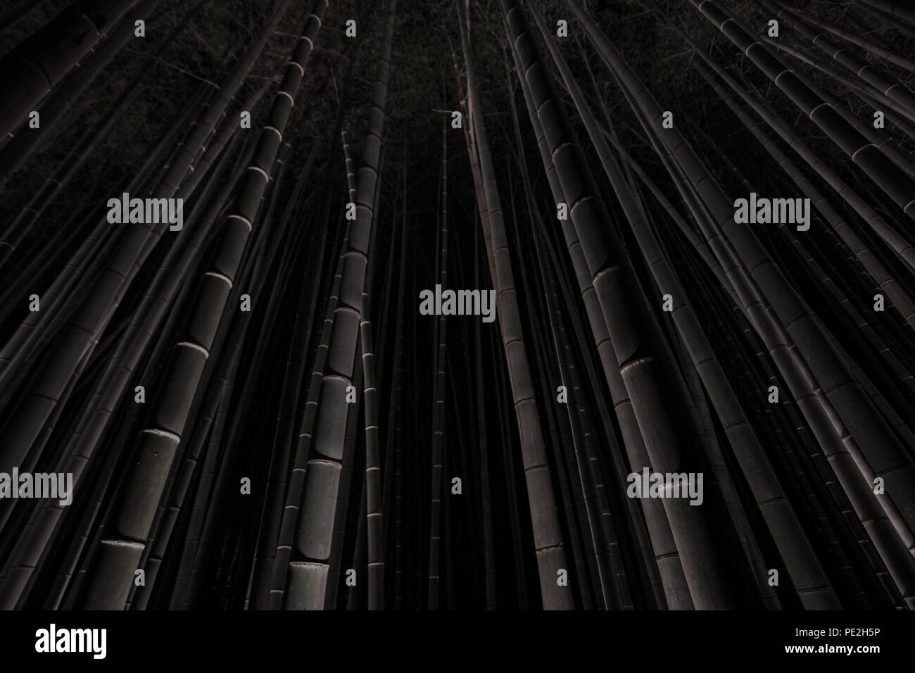 Dark photograph of the illuminated Arashiyama Bamboo Grove at night