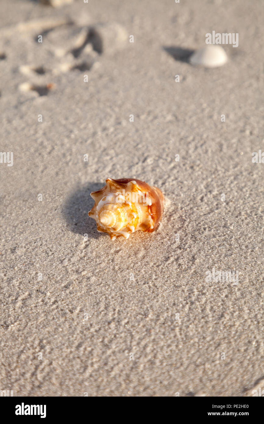 Fighting conch seashell Strombus pugilis on a white sand beach in Naples, Florida Stock Photo