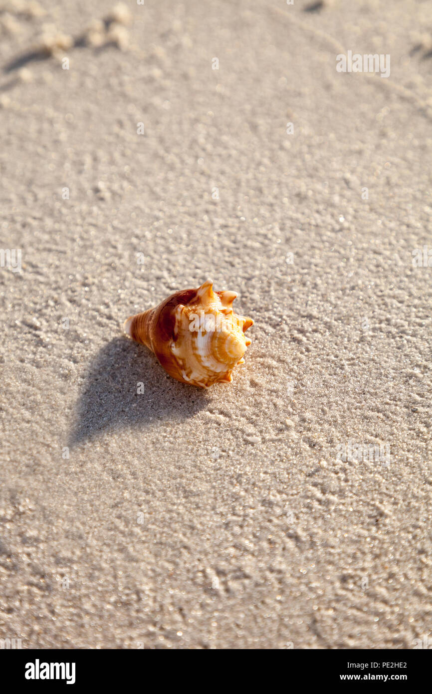 Fighting conch seashell Strombus pugilis on a white sand beach in Naples, Florida Stock Photo