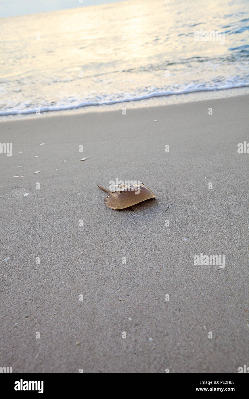 Atlantic horseshoe crab hires stock photography and images Alamy