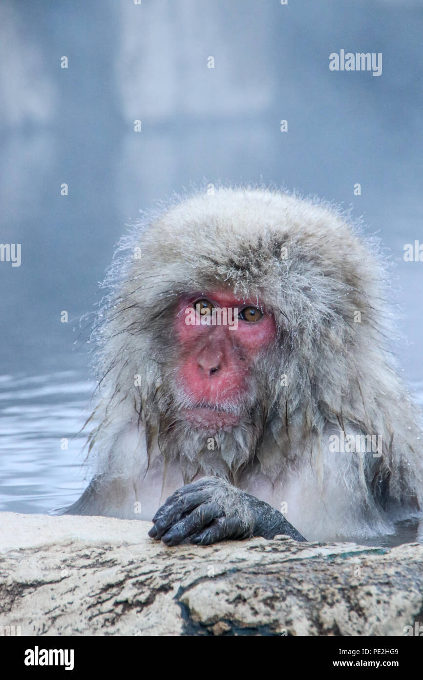 Snow monkey sitting in the onsen (hot spring) at the Jigokudani snow