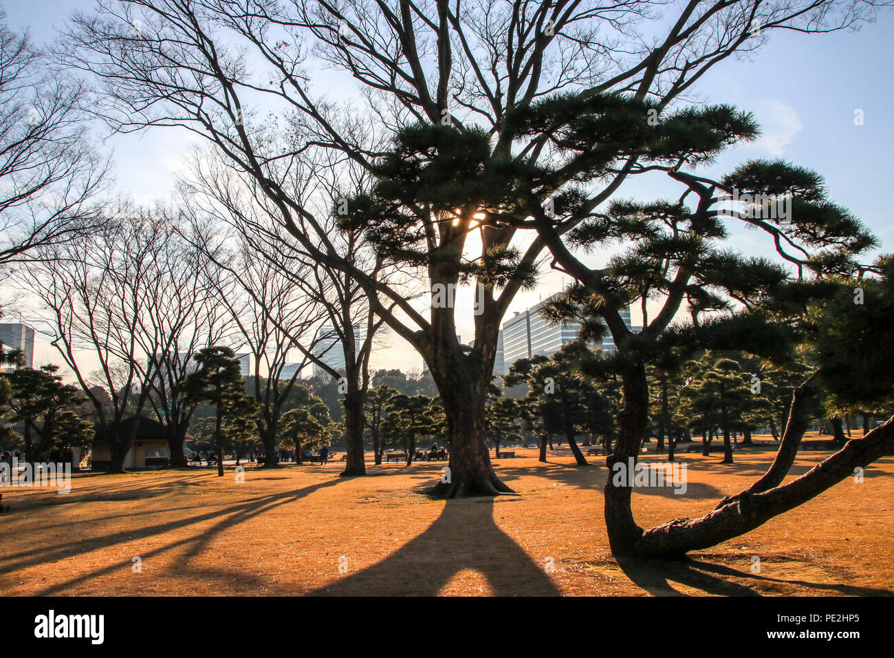 Trees in the Kokyo Gaien National Garden at the Imperial palace in