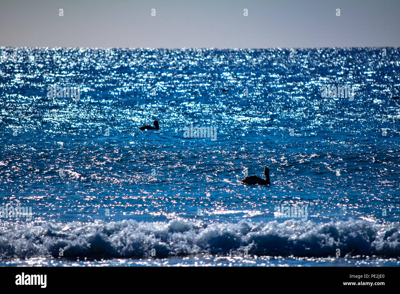 Pelicans enjoying the sun and surf of Malibu, California Stock Photo