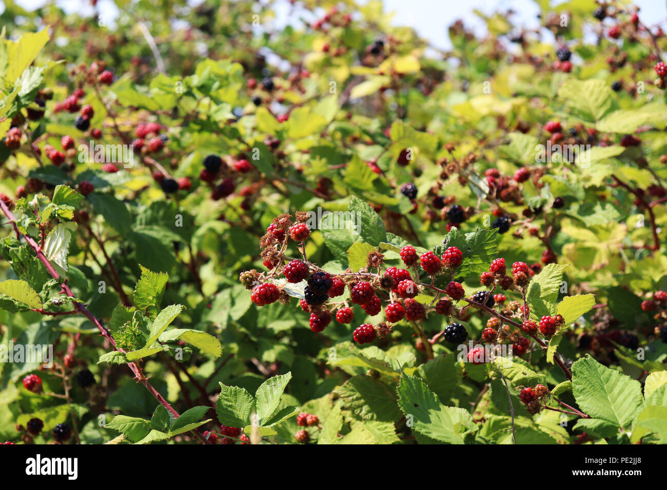 Juicy berries growing on a bush Stock Photo