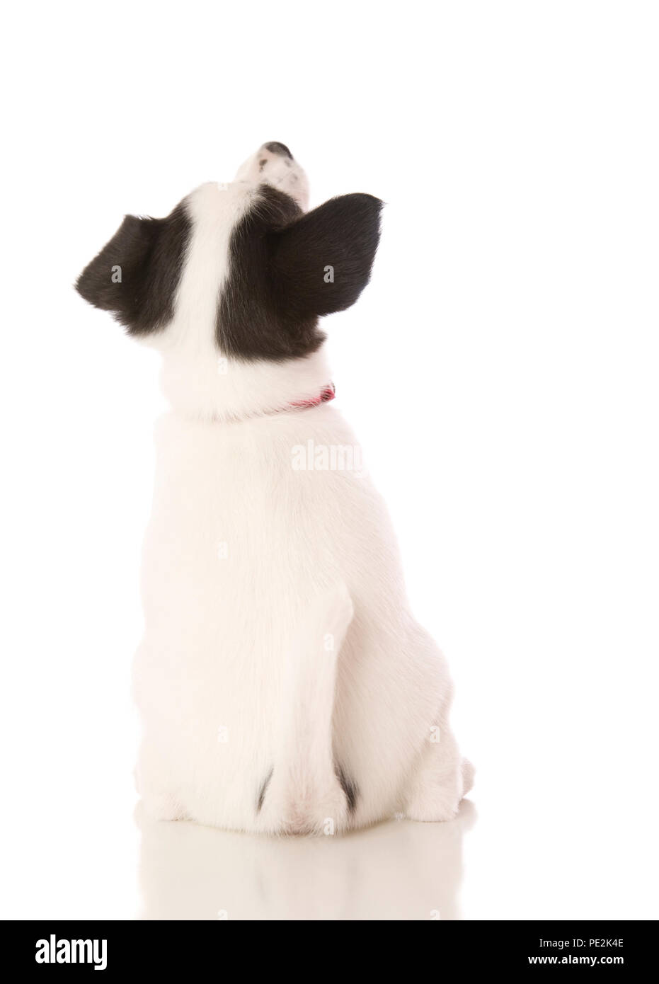 Papillon Dog Rear Female Dog Papillon High Resolution Stock Photography and Images - Alamy